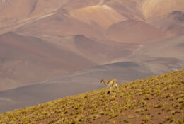 Peru_and_Bolivia_2025 (48/66)